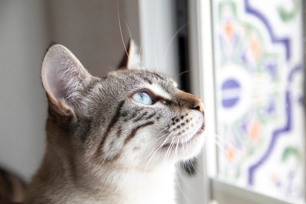 A cat looking out of a window
