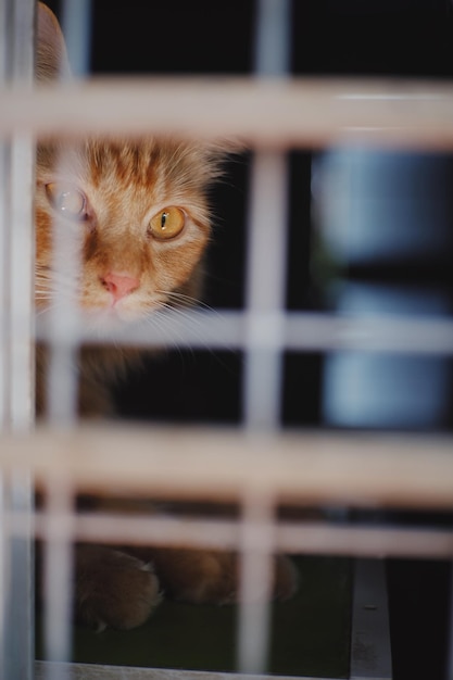 Cat looking through metal fence