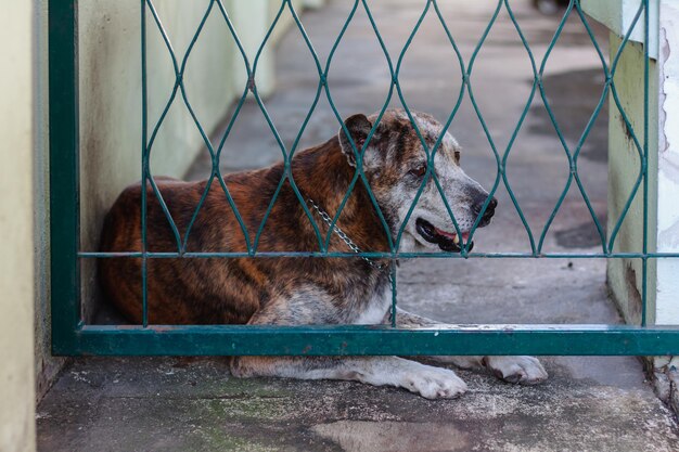 Cat looking through metal fence