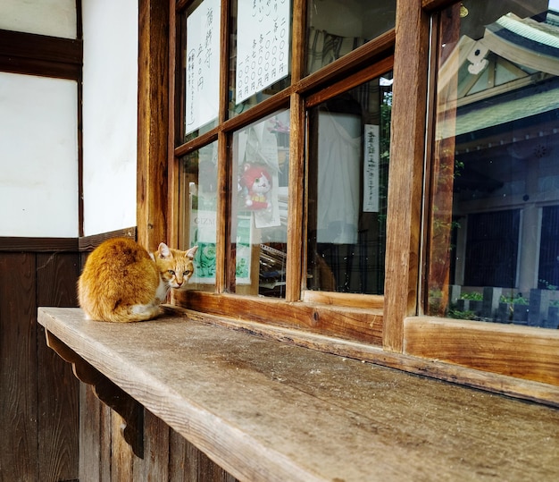 Photo cat looking through window