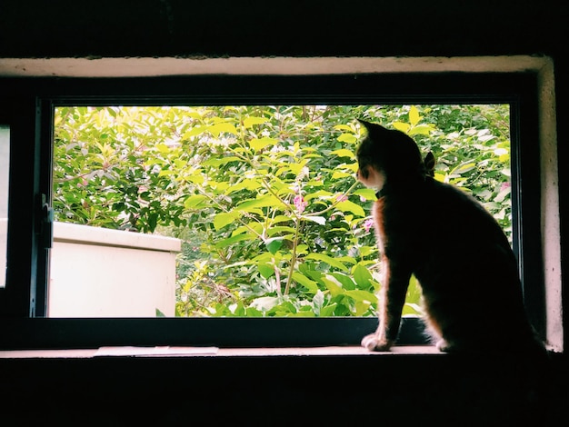 Foto gatto che guarda attraverso la finestra