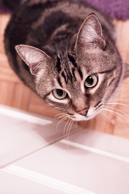 Foto gatto che guarda in toni marroni gatto domestico nessuna gente