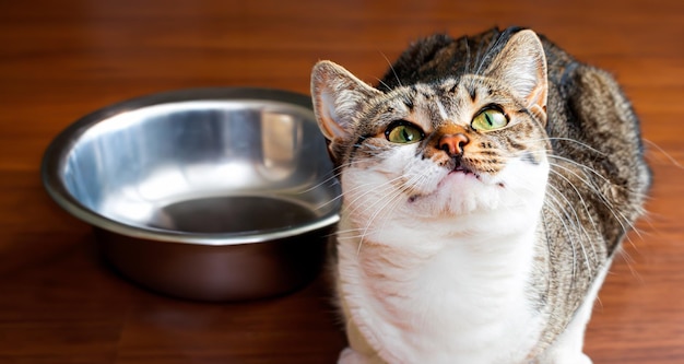 Photo a cat looking up next to an empty food bowl