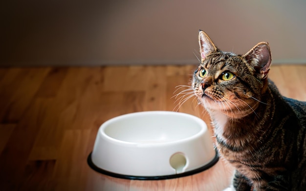 空の餌入れの横で見上げる猫