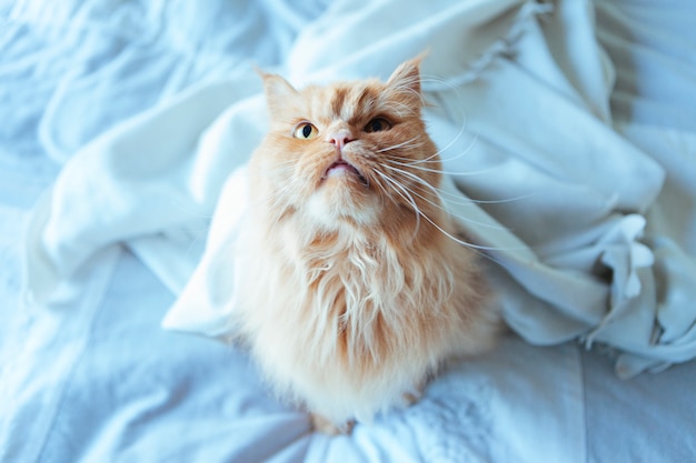 Cat looking up from the bed