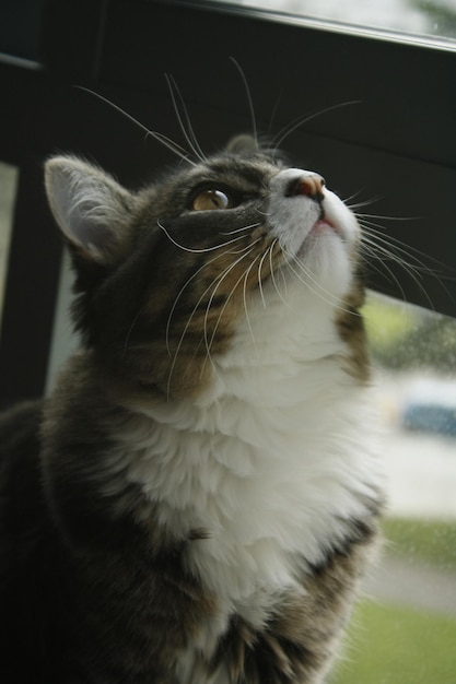 A cat looking up at the sky through a window.