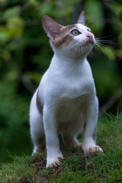 草の上に立っている猫が上を見上げている