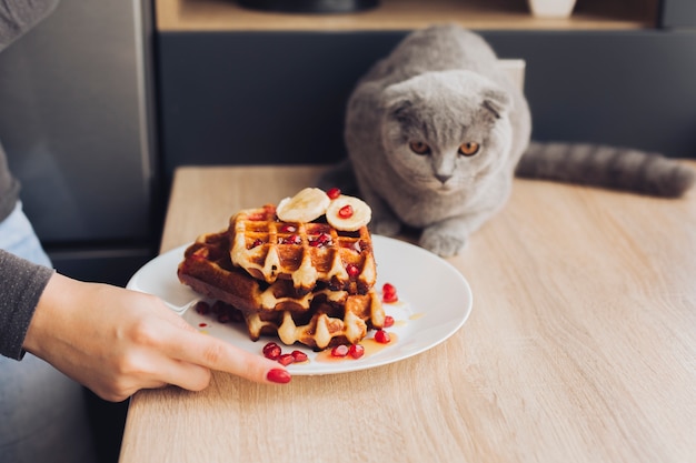 Gatto guardando wafle sul tavolo