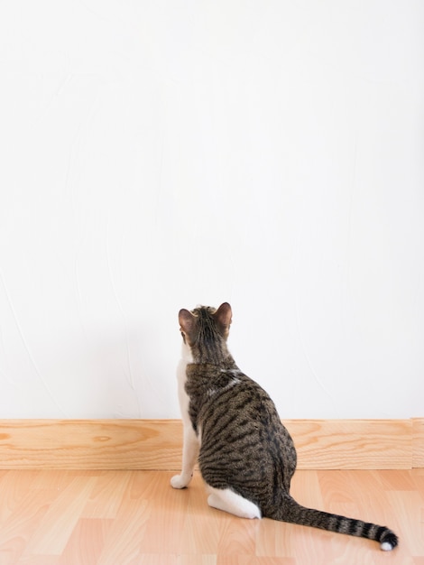 Cat looking at wall