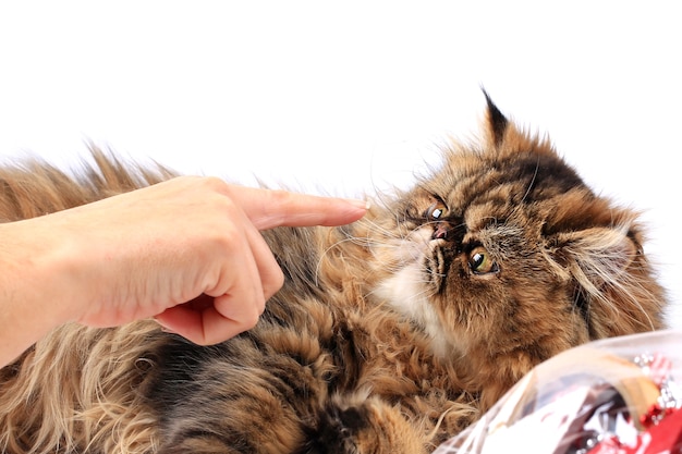 Cat looks at the finger of the female hand isolated on white background persian breed