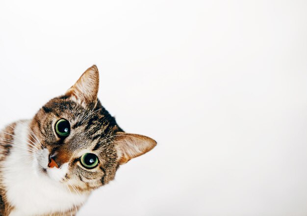 cat looks out cat on white background peeks around corner