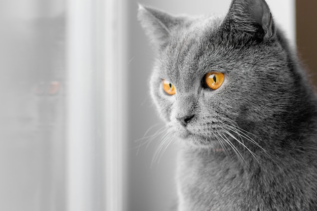 The cat looks out the window. British grey cat.