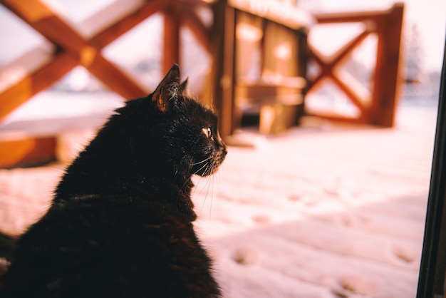 The cat looks outside sitting on the wooden terrace covered with freshly fallen snow near the house Black domestic pet cat