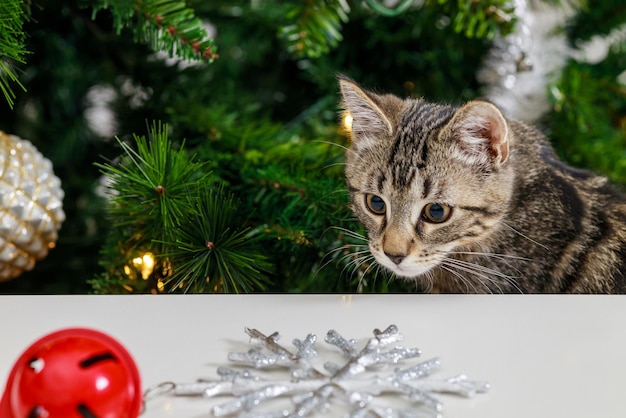 The cat looks at the red Christmas bell