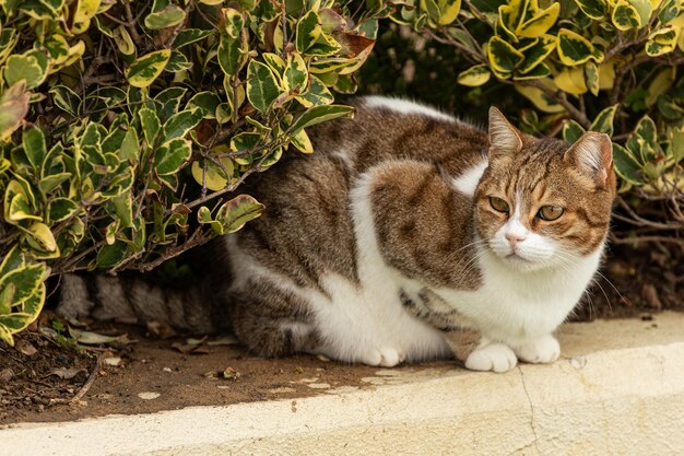 The cat looks to the side on a nature background Portrait of a fluffy tricolor cat with green eyes in nature closeup