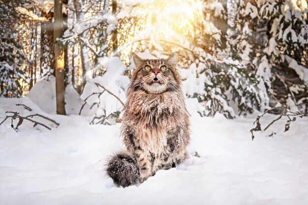 Foto il gatto guarda attentamente alzando il muso il grosso gatto soffice si siede sulla neve nella soleggiata foresta invernale