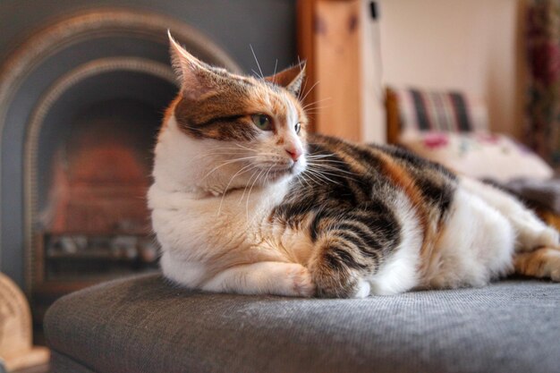 Cat lounging on a chair