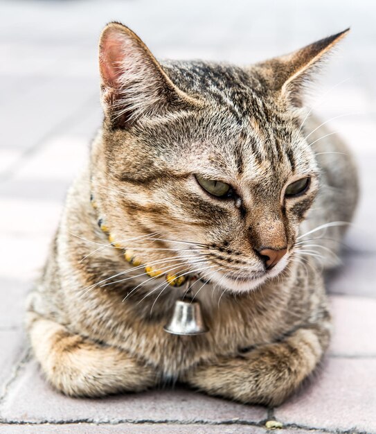 고양이, 정원에 있는 사랑스러운 동물과 애완동물