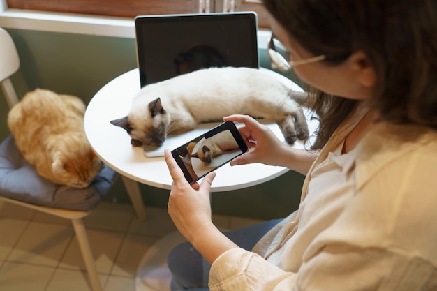 猫を愛する女性の手は,彼女の可愛い猫を自宅で写真を撮っています. 友情. 動物愛好家. ライフスタイルコンセプト.