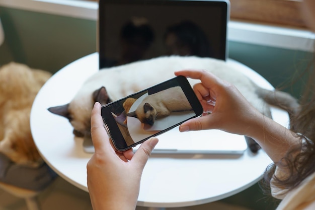 Photo cat lover female hands taking photo her lovely cat at home friendship animal lover lifestyle concept