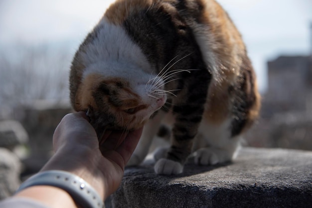 Кошка любит, когда ее гладят