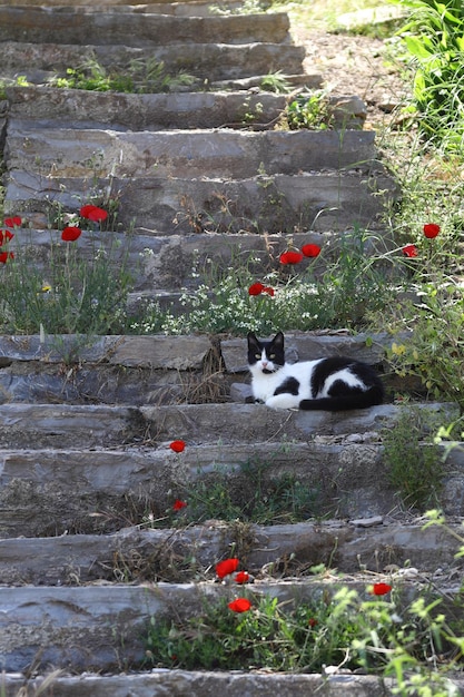 石段に一人で寝そべる猫