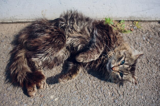 Cat lying on back enjoy sun shine in park