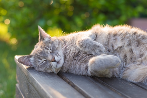 ベンチに横たわっている猫