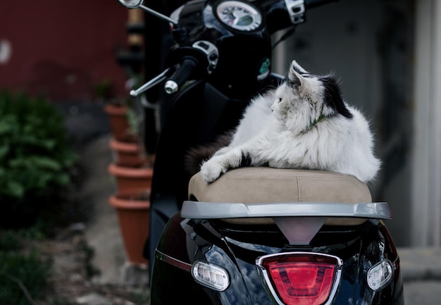 Cat lying on bike