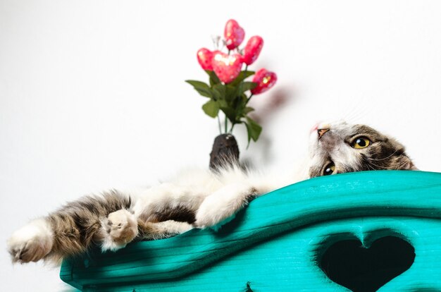 Cat lying on blue cupboard