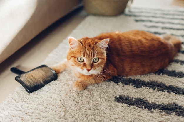 ブラシで遊んでカーペットの上に横たわる猫