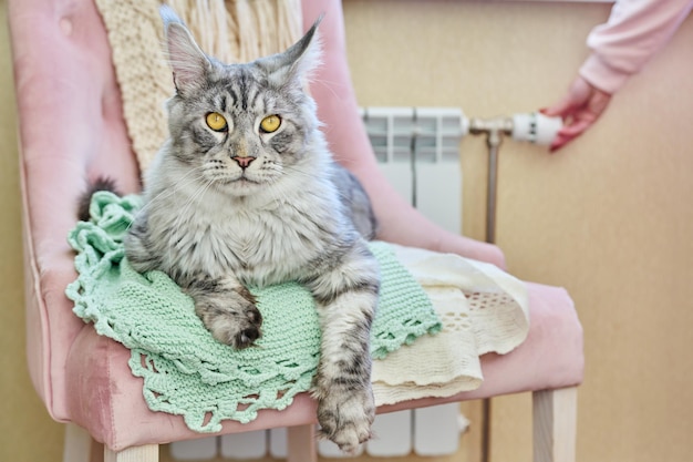 Cat lying on chair near heating radiator woman regulating temperature