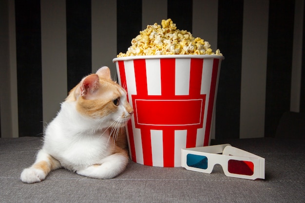 Cat lying on the couch with popcorn