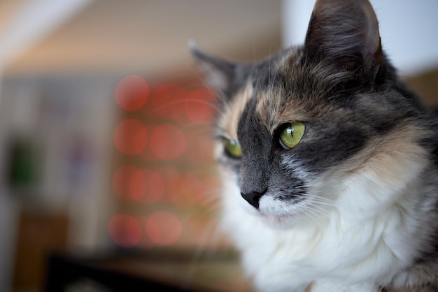 Cat lying down on wooden table looking at camera