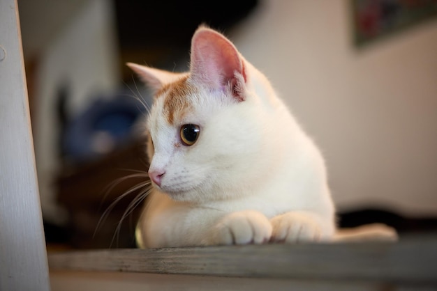 Cat lying down on wooden table looking at camera