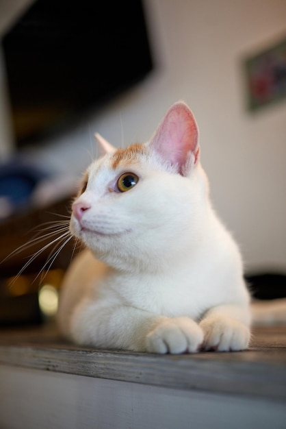 Cat lying down on wooden table looking at camera