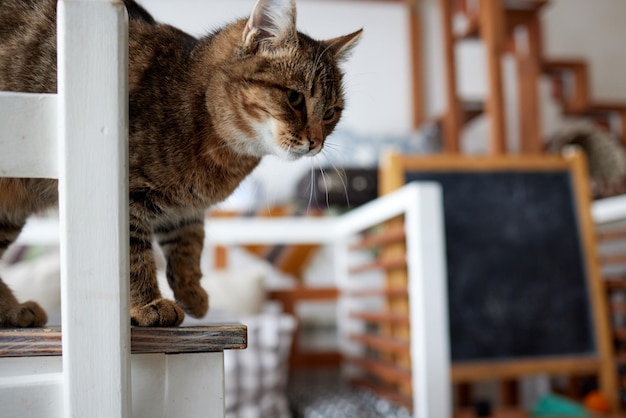 Cat lying down on wooden table looking at camera.