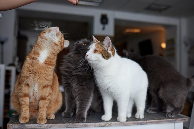 カメラを見ている木製のテーブルに横になっている猫