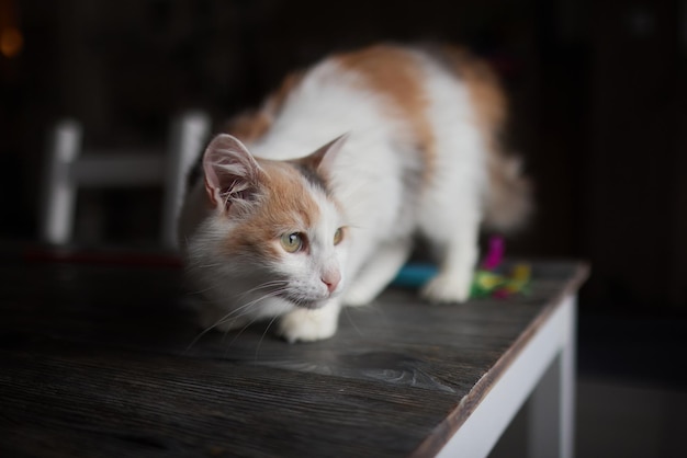 Cat lying down on wooden table looking at camera