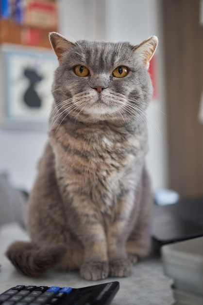 Cat lying down on wooden table looking at camera