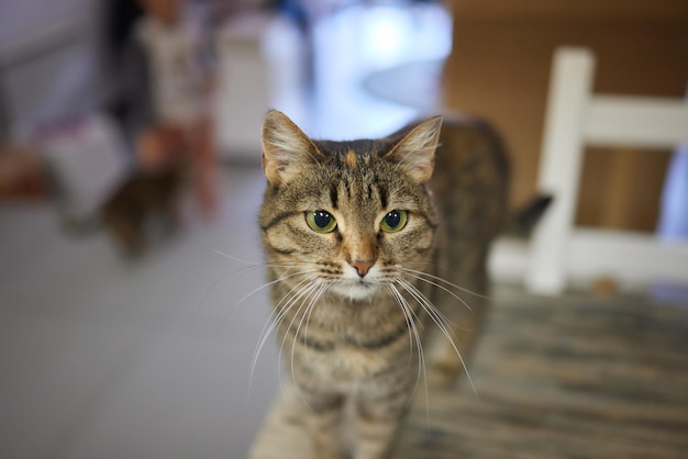 Cat lying down on wooden table looking at camera