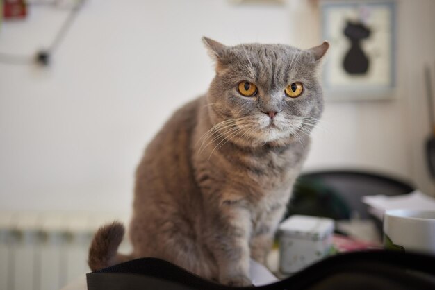 Gatto sdraiato sul tavolo di legno che guarda l'obbiettivo