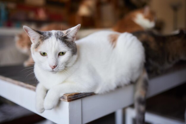 Cat lying down on wooden table looking at camera