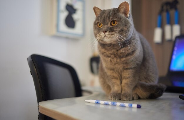 カメラを見て木製のテーブルに横になっている猫