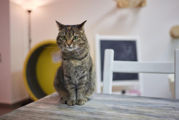 Кот лежит на деревянном столе и смотрит в камеру