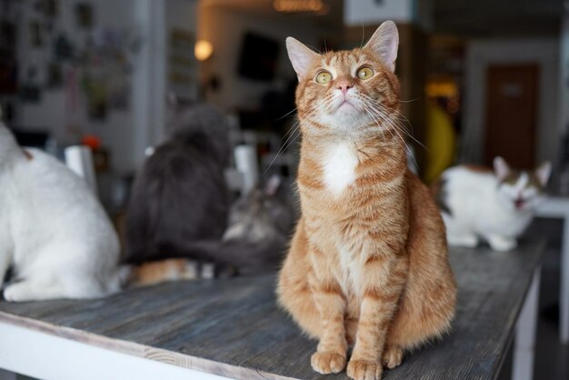 Cat lying down on wooden table looking at camera