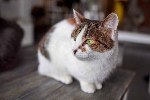 カメラを見て木製のテーブルに横になっている猫