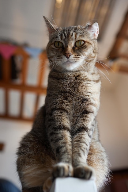 Cat lying down on wooden table looking at camera