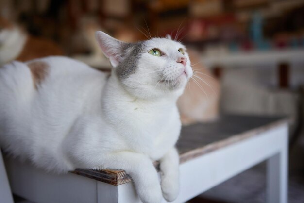 카메라를 보고 나무 테이블에 누워 고양이