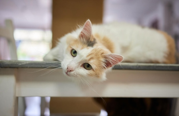 Cat lying down on wooden table looking at camera